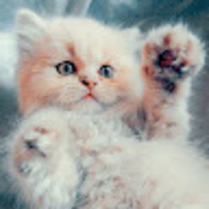 Meet your Posher, Maya